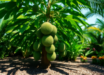 coltivare la graviola una guida per principianti 1747973300