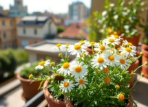 come coltivare la camomilla romana in vaso 1747396197