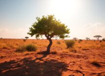 scopri lalbero straordinario che prospera senza acqua 1765060310
